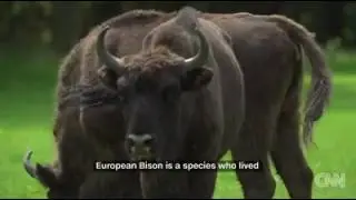 European Bison roam this untouched, ancient forest