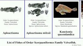 List of Fishes of Order Scorpaeniformes Family Velvetfish. Aploactisoma Paraploactis obbesi Chris