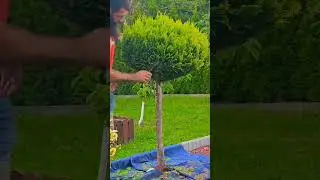 by hands trimming and giving proper shape to plant