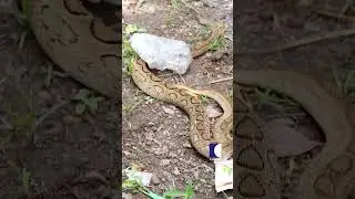 Vava Suresh Rescues a Dangerous Russell's Viper | Snake Master
