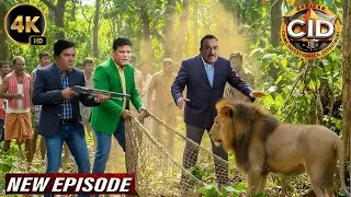 घने जंगल में “जंगल के राजा” को पकड़ने पहुँची CID Team, शुरू हुआ खतरनाक मिशन | CID New Episodes 2026
