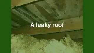 How Do You Know You Need Professional Mold Removal Services?