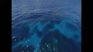 SEA SHEPHERD BRASIL