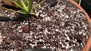 Drosophyllum Lusitanicum