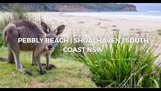 Pebbly Beach Headland - 360 VR Video