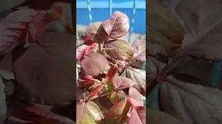 NEW FRESH LEAVES || LEAVES STATUS || LEAF || NATURE.#freshleaves##leavesstatus#leaf