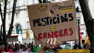 Loi Duplomb : le Conseil constitutionnel censure la r&eacute;introduction de l'ac&eacute;tamipride, un pesticide