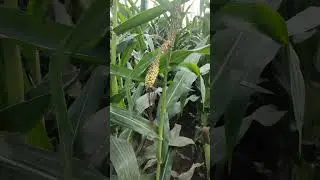 Amazing Maize - Double Cob maize