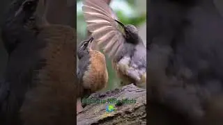 Victoria riflebirds #viral #reels #youtubeshorts #birdslover #shorts