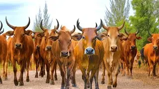 Herding Thousands of Cute, Tame Cows Roaming the Road - Cow Sounds. Cute Cows. Cows Dancing