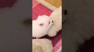 Cute Mini Funniest Animals - Best Of The 2025 Funny Animal Videos #100.4
