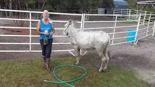 Donkey bath time training using positive reinforcement