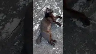 Kucing hitam lucu banget #blackcat  #cat  #funnycats #kucing #kucinglucu #kucinghitam