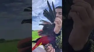 Feather plucking #parrot #pets