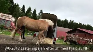 Lastning transport f&ouml;re/efter Natural Horsemanship