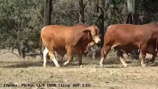 DN Bull Sale; lot 97  Vale View Arnie 2