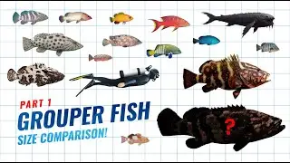 Grouper Fish Size Comparison &ndash; From Smallest to the Giant Atlantic Goliath!