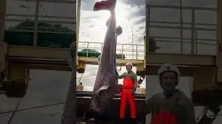1,708 Pound Greenland Shark 🦈 World Record IGFA #shark #fishing #animals