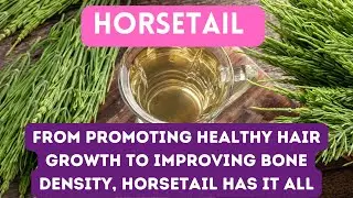 HORSETAIL - 11 AMAZING BENEFITS THAT WILL TRANSFORM YOUR HEALTH