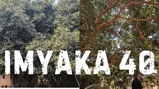 Iki Giti Cyinjiza  Miliyoni ku Mwaka | Avoca  20,000! 🥑🌳 