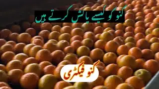 Kinno factory me Kinno kese polish hote hn