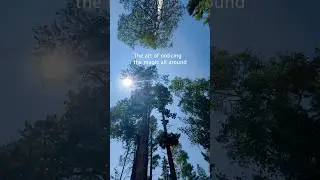 Notice the magic                     #nature #photography #amazing #beautiful #waterfall #shortvideo