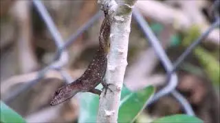 Fauna Urbana   Patio Footage #1