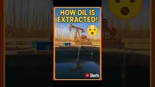 Oil Extracted 😯 #shortsfeed #shorts #trendingshorts #trending