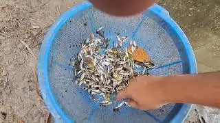 সুইজ গেটে তরুন কিভাবে মাছ মারলো দেখুন।।। Village fishing vedio... 