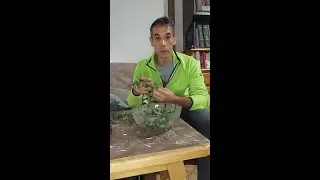 Insalata di Portulaca, erba con omega 3