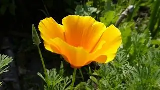 California Poppy - Eschscholzia californica  - Kaliforn&iacute;uvalm&uacute;i - Gullbr&uacute;&eth;a - Sumarbl&oacute;m