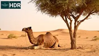 Desert Giants & Survival &ndash; Epic 8K HDR Cinematic Nature in Extreme Landscapes | Deep Nature Vivid