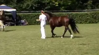 Hengste (D) & Stuten ohne Fohlen (B) - Zuchtschau - IG Welsh Bundesschau 2009
