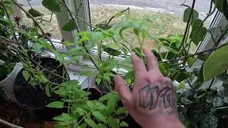 PRE-GROWING FLOWERS AND VEGETABLES IN MY LIVING ROOM IN SWEDEN