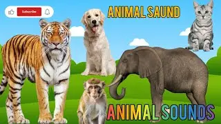 Animal Sounds for Kids | Learn Animals with Sounds