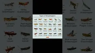 Types of Grasshopper #ytshorts  #shorts #viral #grasshopper