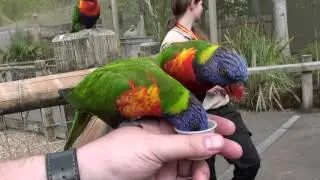 Lorikeet Lagoon Chessington World of Adventures