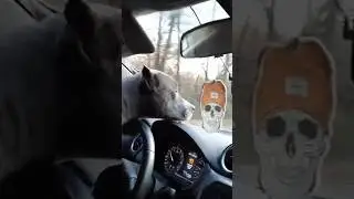 Собака за рулем #music #цитатыпрожизнь #puppy #цитатыизкниг #собака #pitbull #staffy #амстафф #стафф