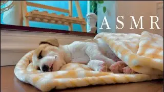 Asmr perrito 🐶 bebé 🍼 (#asmrenespañol #asmr #asmrsounds )