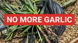 Rare Garlic Disease Found In My Garden! Yellow Onion Dwarf Virus! Trouble For ALL Alliums!