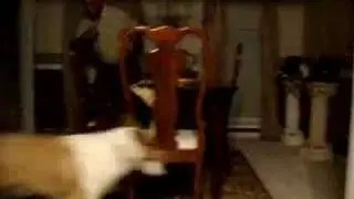 Zoe The Collie The Chase