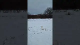 Game of Thrones#the white wolf #cute