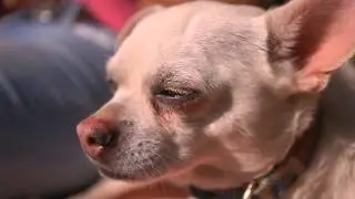 Canon 5D MkII - Dog Days