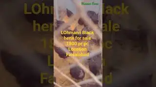 Lohmann black hens for sale 03216652965 #chicken #farming #hen #poultryfarming  #lohmann # Lohmann