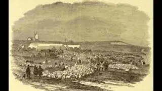 The Great Sheep Panic: A 140-Year-Old English Mystery