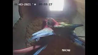 Green Wing Macaw pair preparing a nest with a lot of LOVE 💘