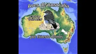 Jacky Winter (Microeca fascinans)