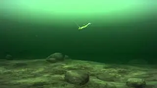 Fishing Tip - GULP Pitching for Walleyes S11E05