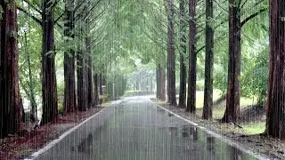 Rain Sounds for a Beautiful Road and Healing - White Noise, Relaxing Nature Music, Relaxing Time