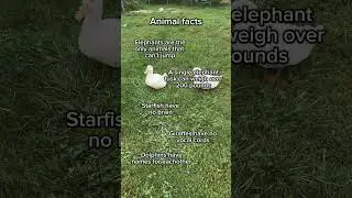 Animal facts (Part 3) #animals #facts #song #music #duck #fyp #fypyoutube #fypage #travel #usa